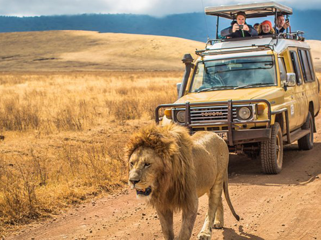 simba with car lion